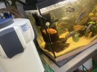 Grajewo ogłoszenia: Sprzedam akwarium 120l z rybkami (pyszczaki) + pokrywa i... - zdjęcie