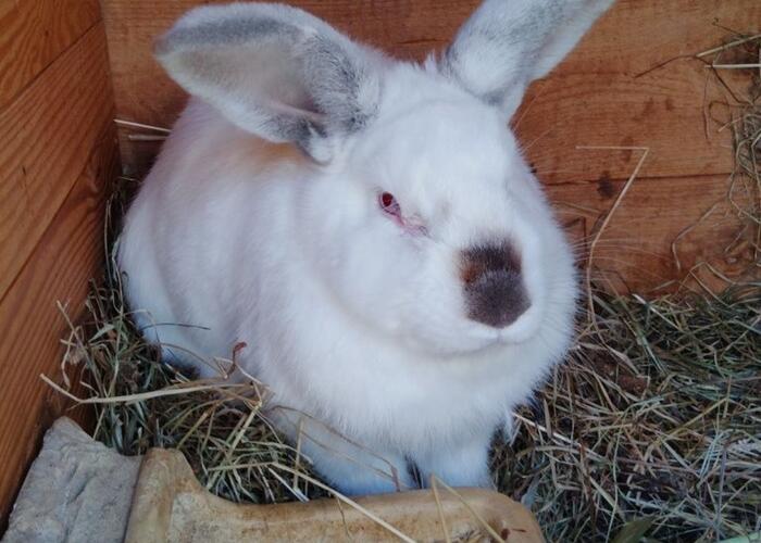 Grajewo ogłoszenia: Sprzedam królika belgijskiego samca ponad rocznego